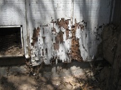 Pictured: severe termite damage.  Photo credit: Wikipedia Commons